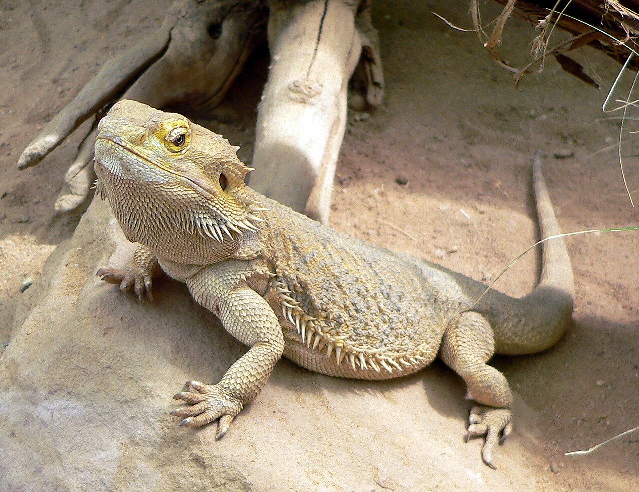 Best livefood for bearded dragons