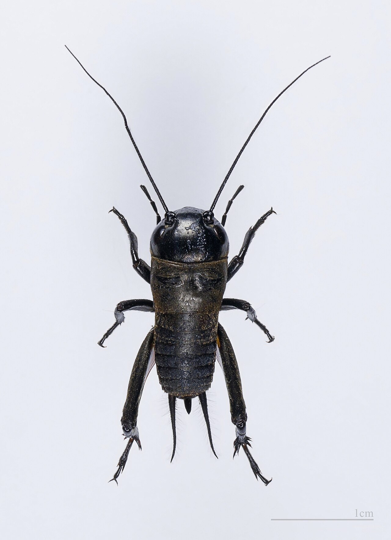 Feeder insect allergies