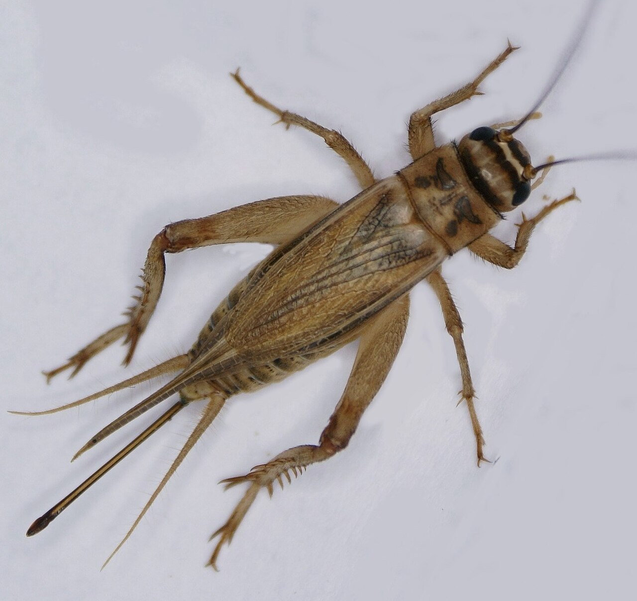 Crickets (Acheta domesticus): The Complete Feeder Profile