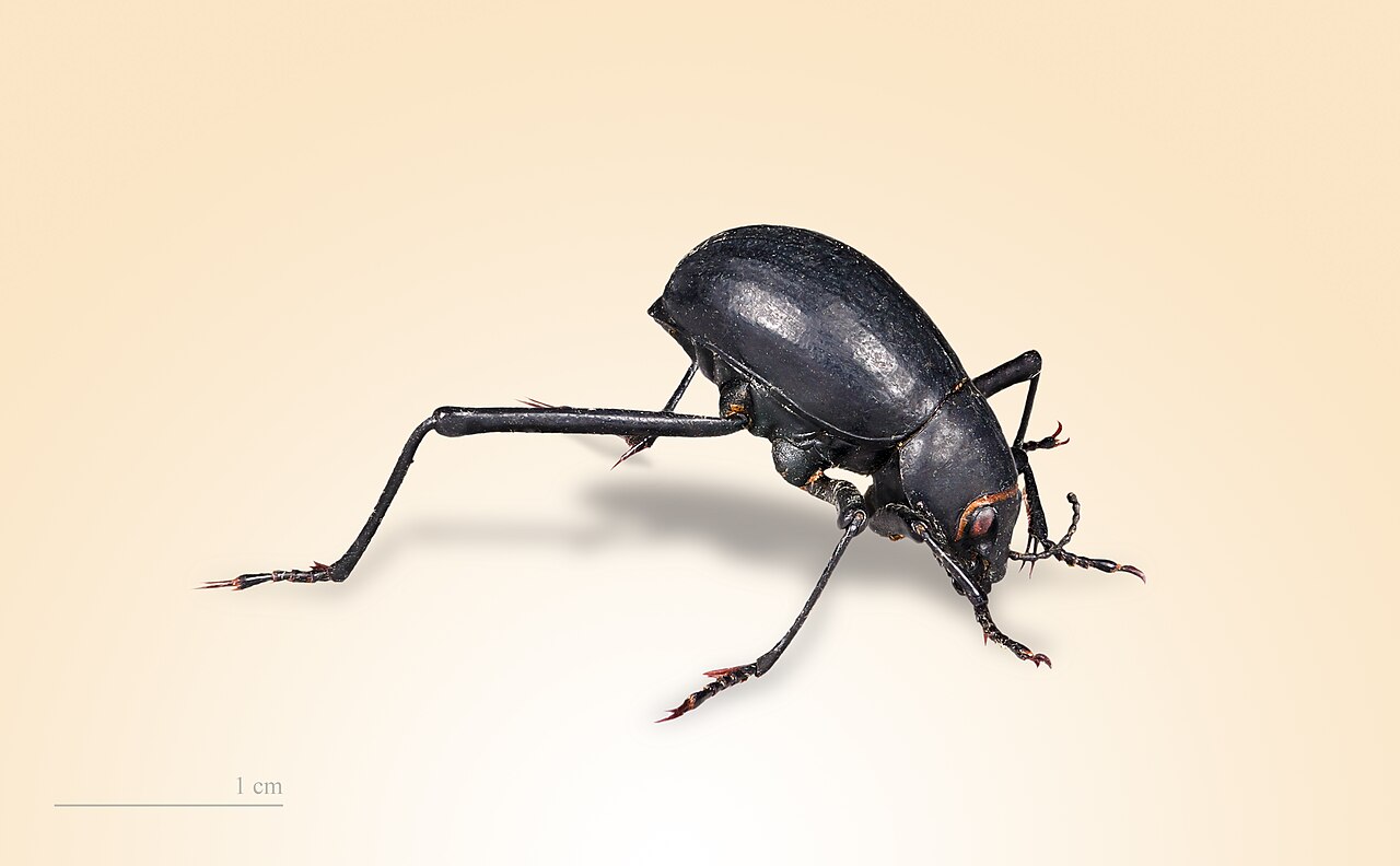 Understanding chitin in feeder insects