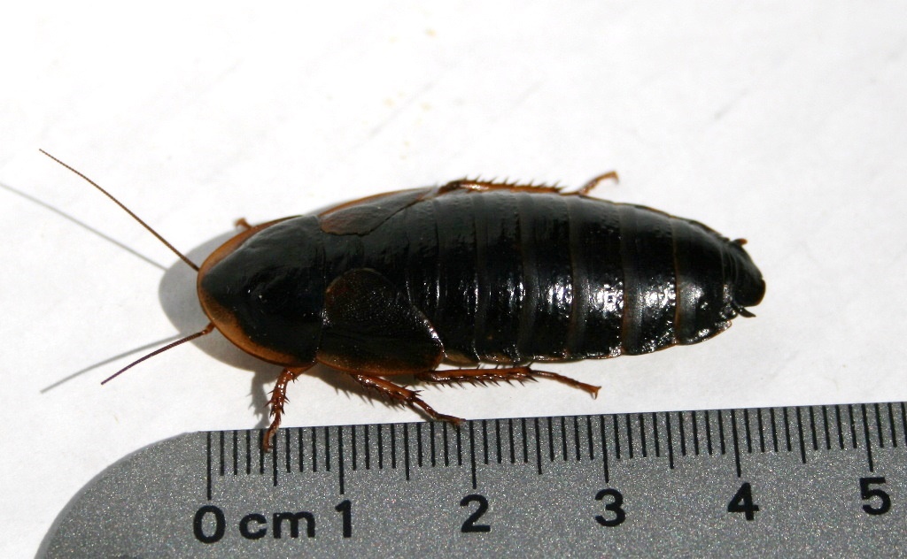 Dubia Roach Colony Setup: The Complete Guide