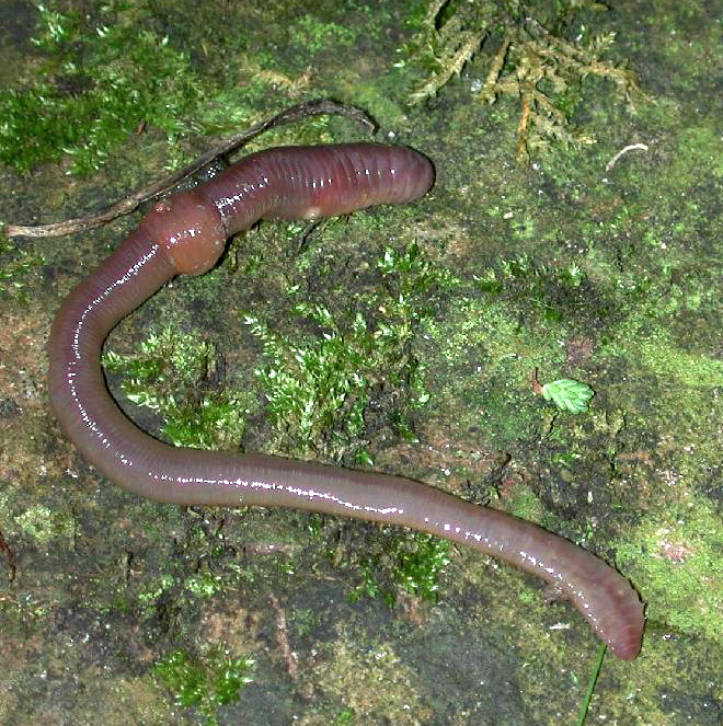 Earthworms & Nightcrawlers (Lumbricus terrestris): The Complete Feeder Profile