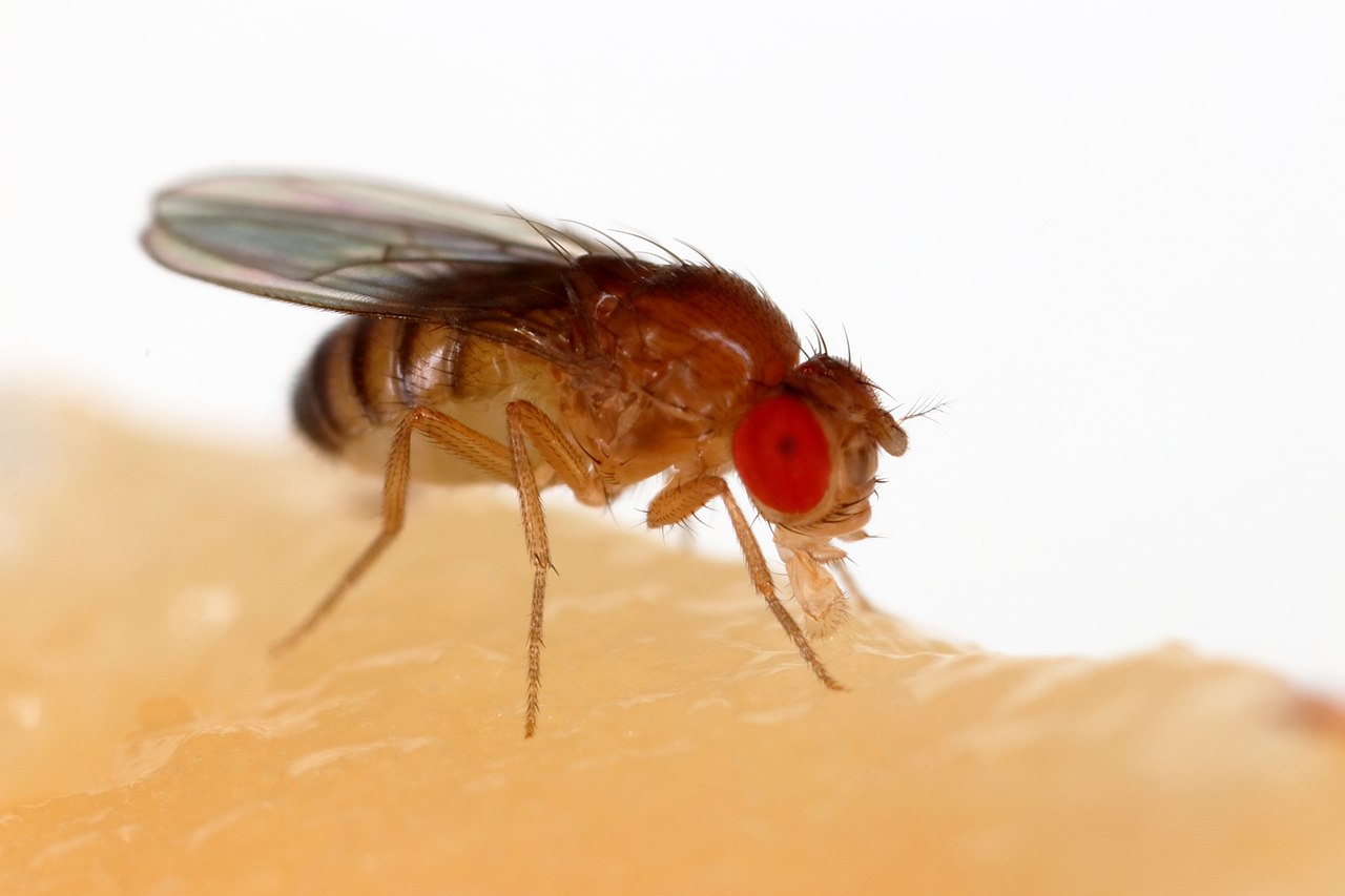 Fruit Flies (Drosophila): The Complete Feeder Profile