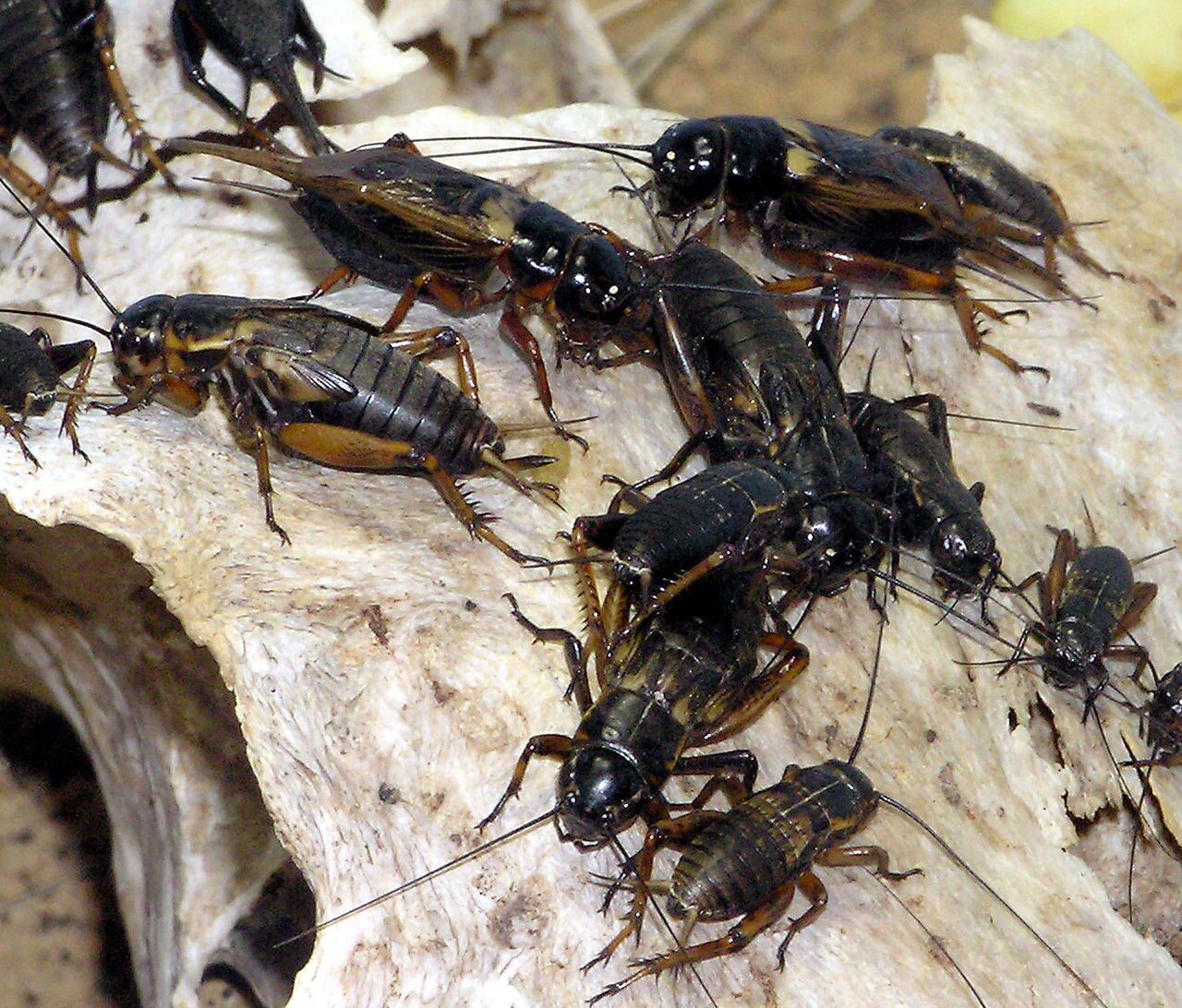 Wild-caught insects risks