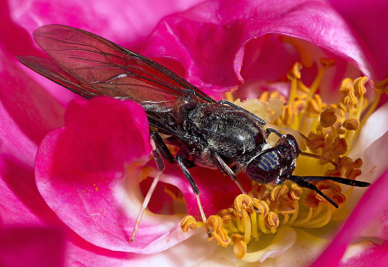 Calcium to phosphorus ratio guide