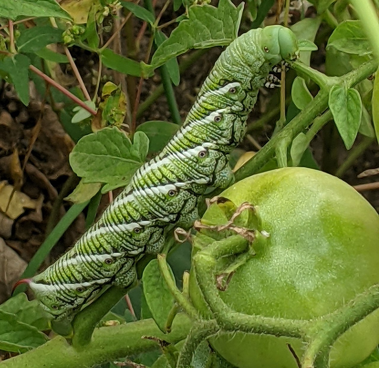 Hornworms (Manduca sexta): The Complete Feeder Profile