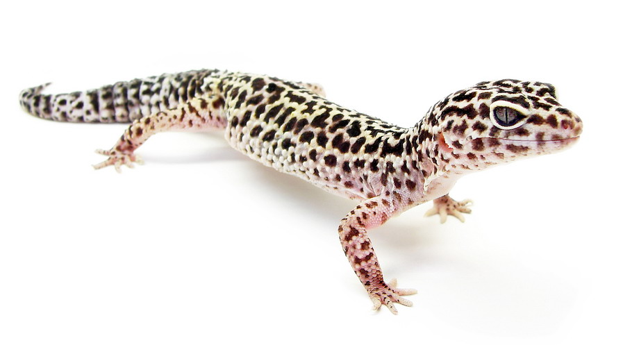 Best livefood for leopard geckos