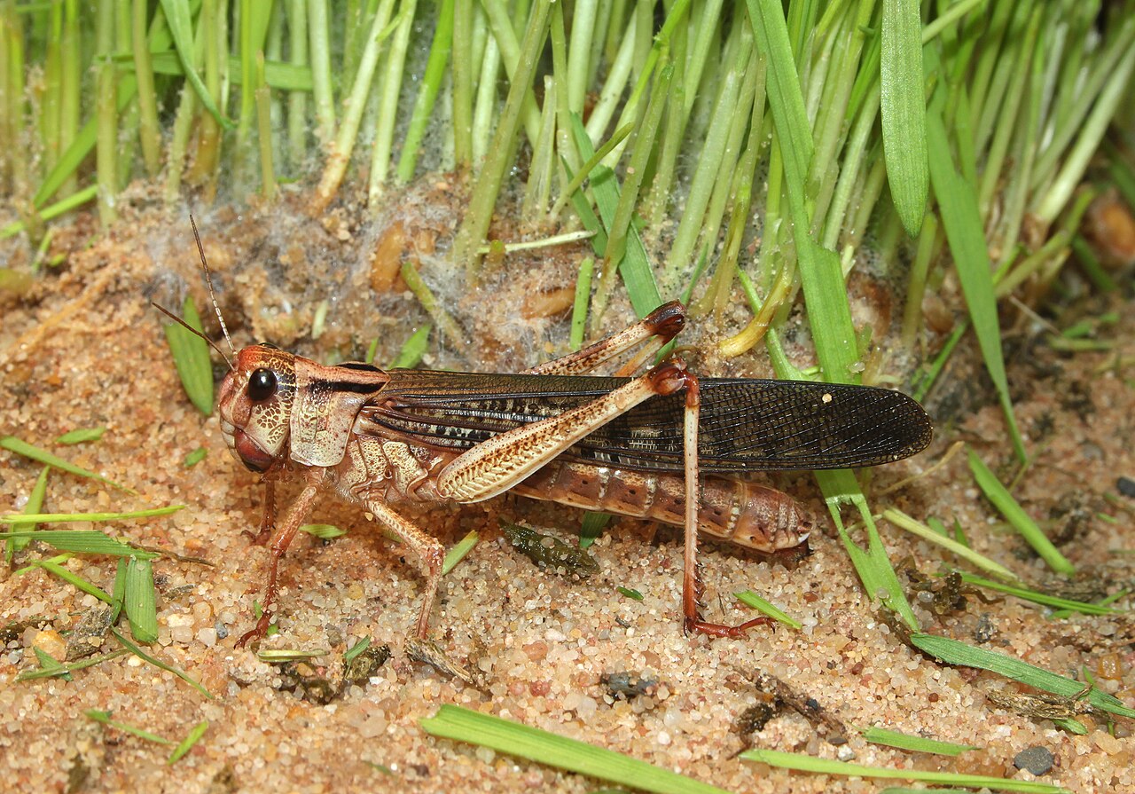 Locust breeding guide