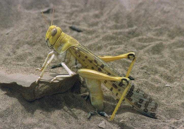 Locusts (Schistocerca gregaria): The Complete Feeder Profile