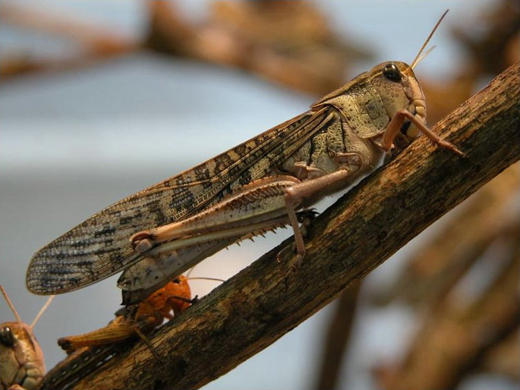 How often to feed reptiles livefood