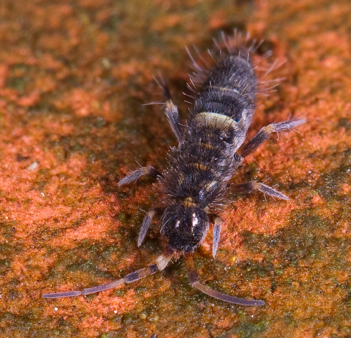 Springtails (Collembola): The Complete Micro-Feeder Profile