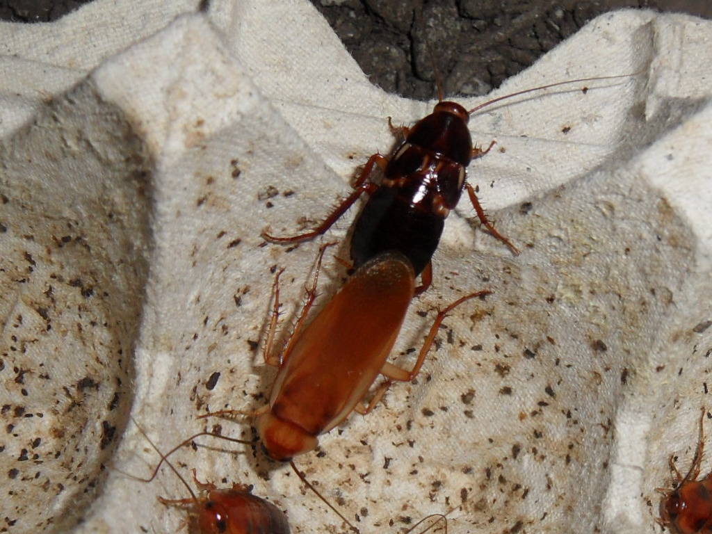 Turkestan Roaches (Shelfordella lateralis): The Complete Feeder Profile