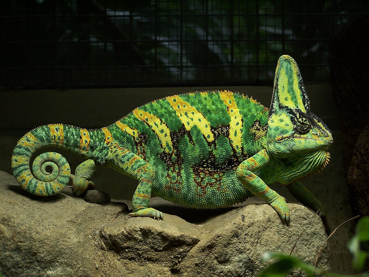 Best livefood for chameleons